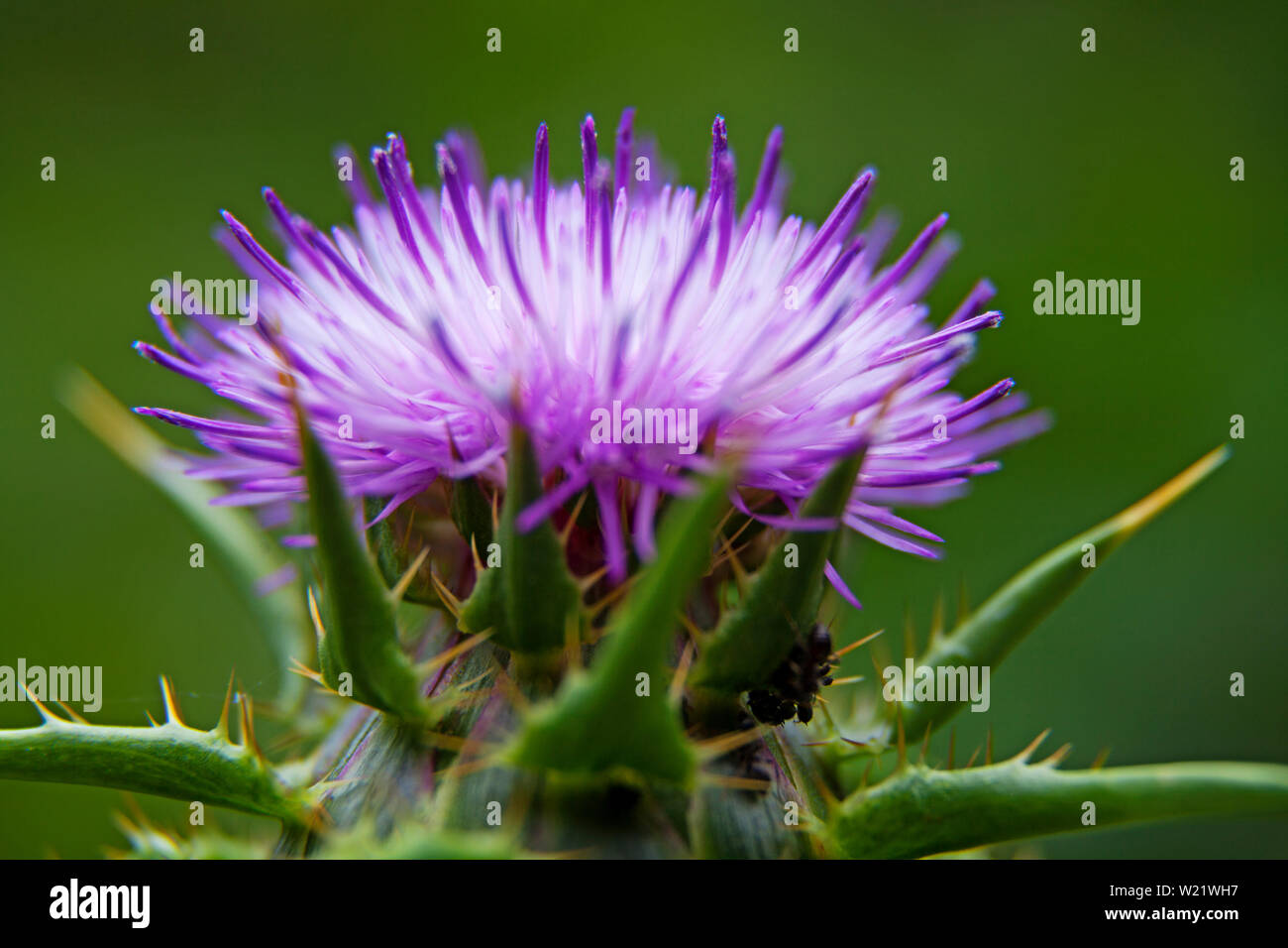 Lila Distel Blume in Makro Stockfoto