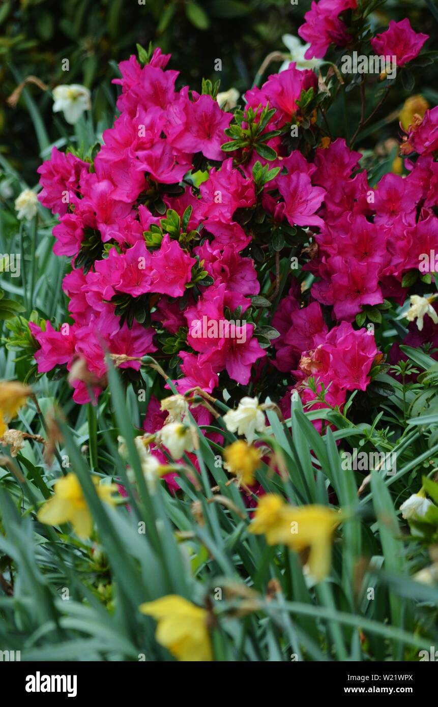 Dandenong Ranges National Park Olinda Victoria - Pflanzen und Blumen Stockfoto