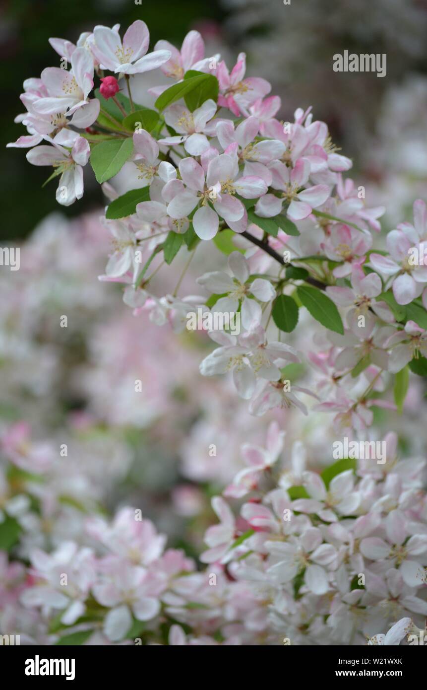 Dandenong Ranges National Park Olinda Victoria - Pflanzen und Blumen Stockfoto