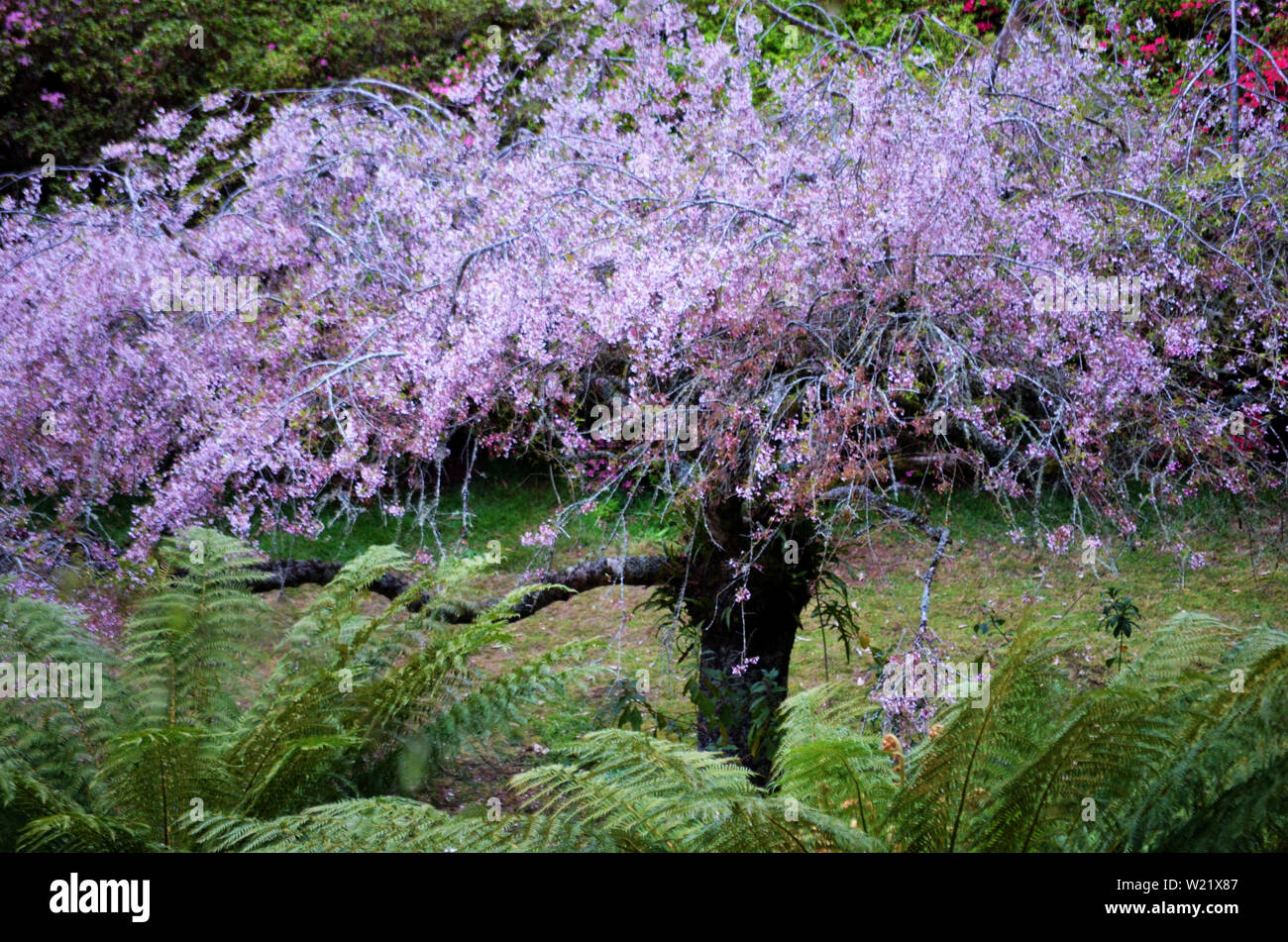 Dandenong Ranges National Park Olinda Victoria - Pflanzen und Blumen Stockfoto