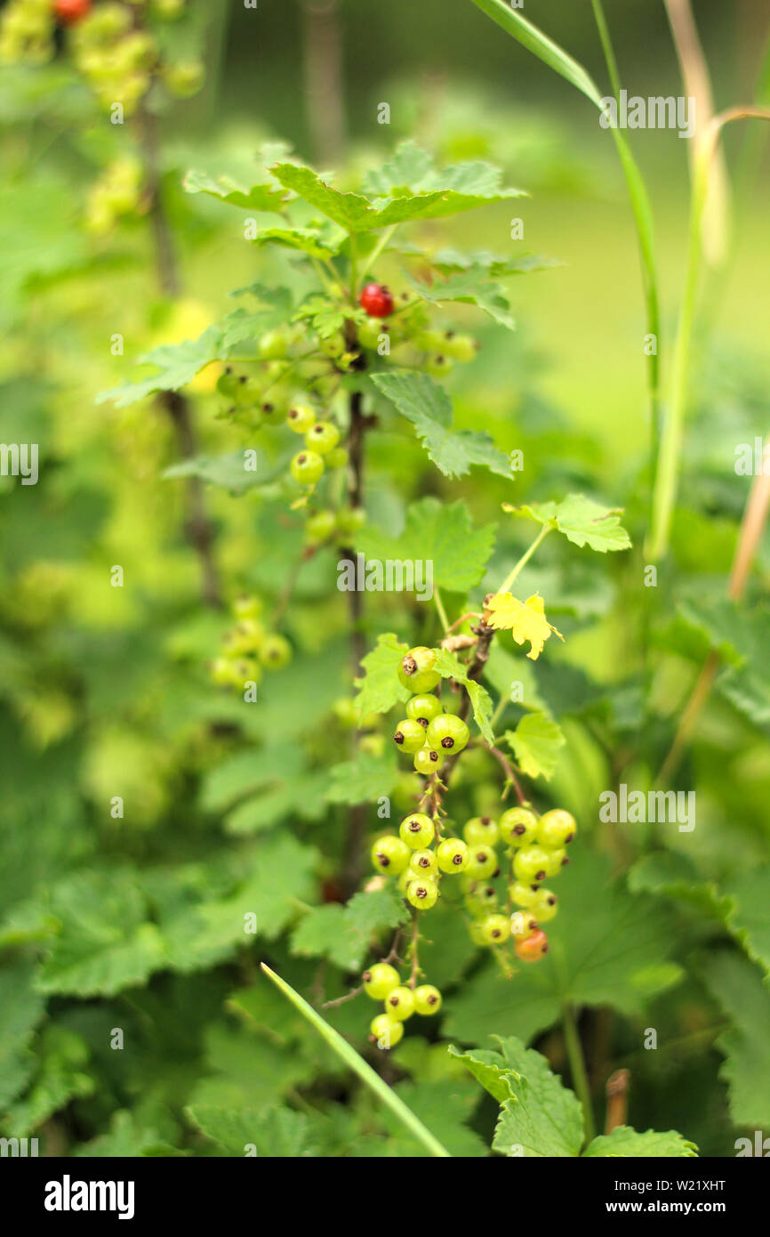 Fotos eines jungen Johannisbeere Busch im Garten wächst, Bauernhof. Wachsende Johannisbeeren. Grünen unreifen Johannisbeeren Beeren am Strauch. Beerensträucher auf dem Bauernhof Stockfoto