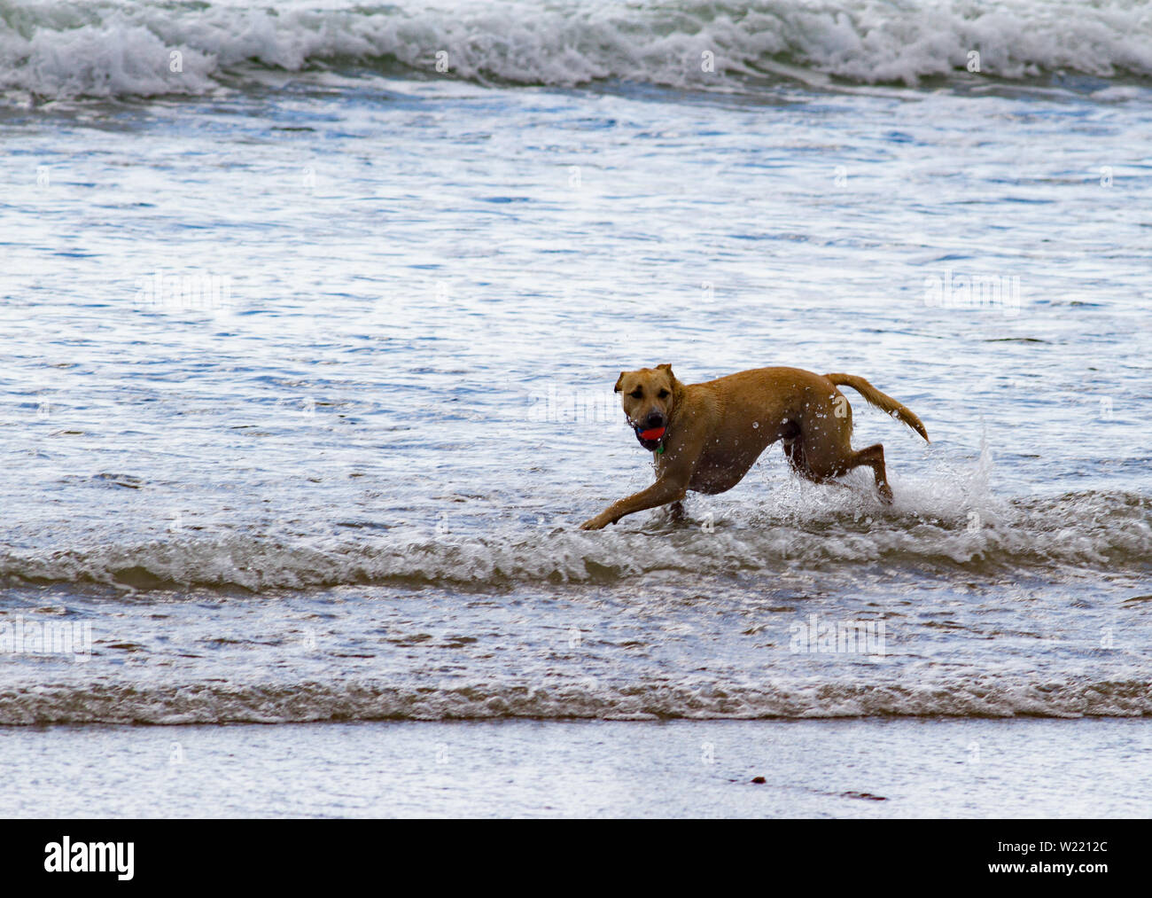 Verspielte Hunde spielen im flachen Wasser am Strand Stockfoto