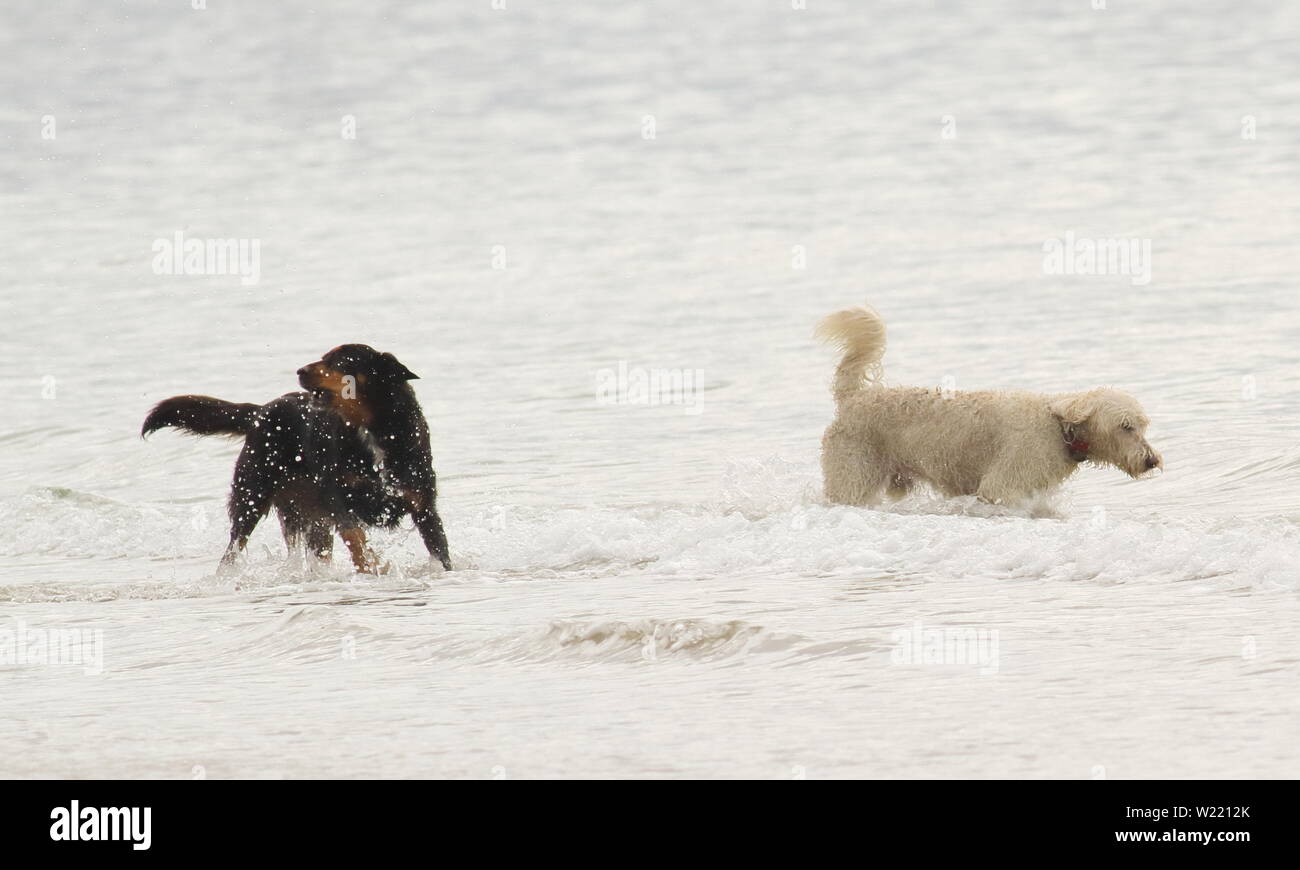 Verspielte Hunde spielen im flachen Wasser am Strand Stockfoto