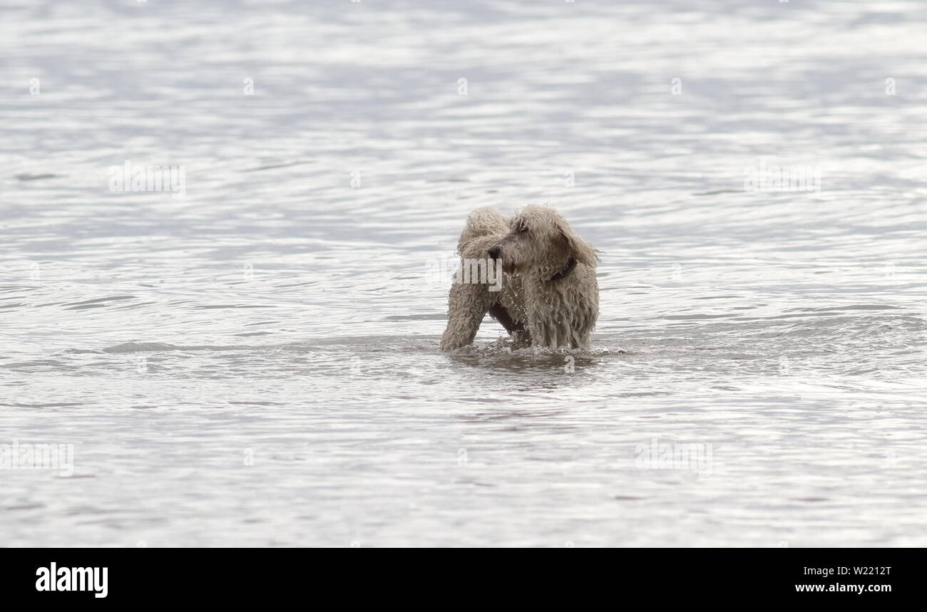 Verspielte Hunde spielen im flachen Wasser am Strand Stockfoto