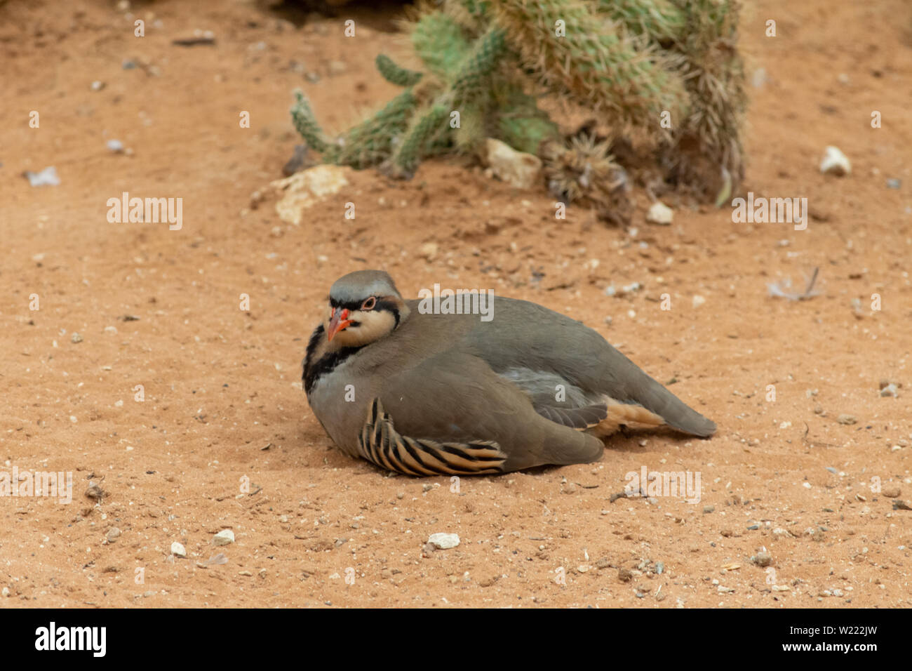 Ein Chukar Partridge (alectoris Chukar) Wanderungen in der Wüste Sand und Pausen zu reinigen oder preen selbst in den Vereinigten Arabischen Emiraten (VAE). Stockfoto