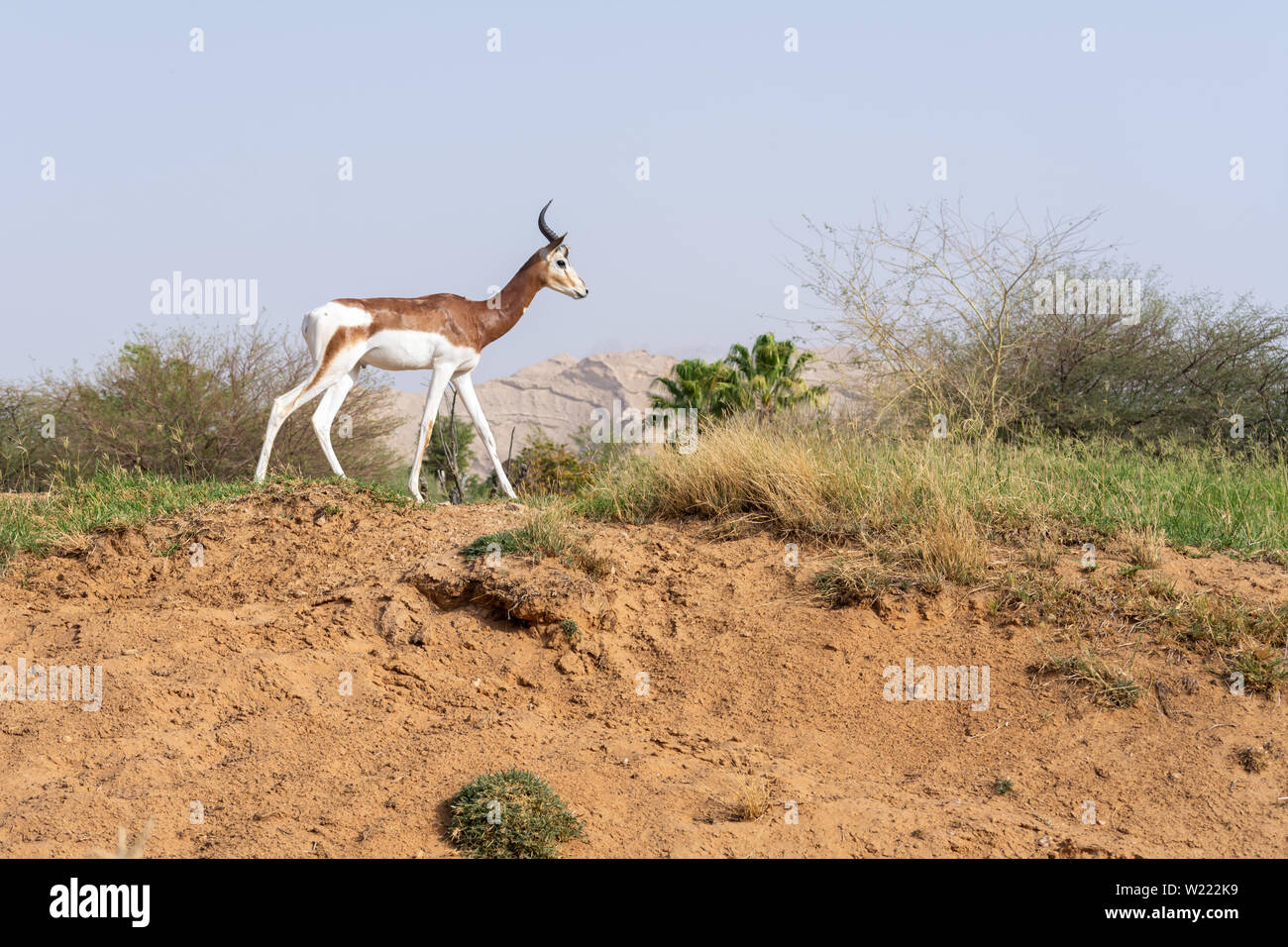 Eine kritisch endagered Sahara Afrika Bewohner, die Dama oder Mhorr Gazelle im Al Ain Zoo (Nanger dama mhorr) zu Fuß neben Felsen und Gras. Stockfoto