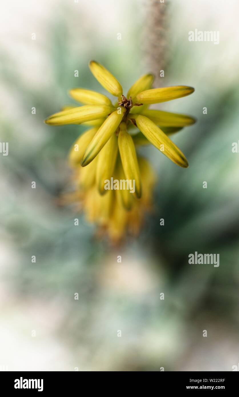 Extreme Nahaufnahme der unzähligen rosa Staubfäden eine gelbe Blume. Nur ein paar im Fokus, Rest absichtlich unscharf. Makro Fotografie, selektiver Fokus, Bo Stockfoto