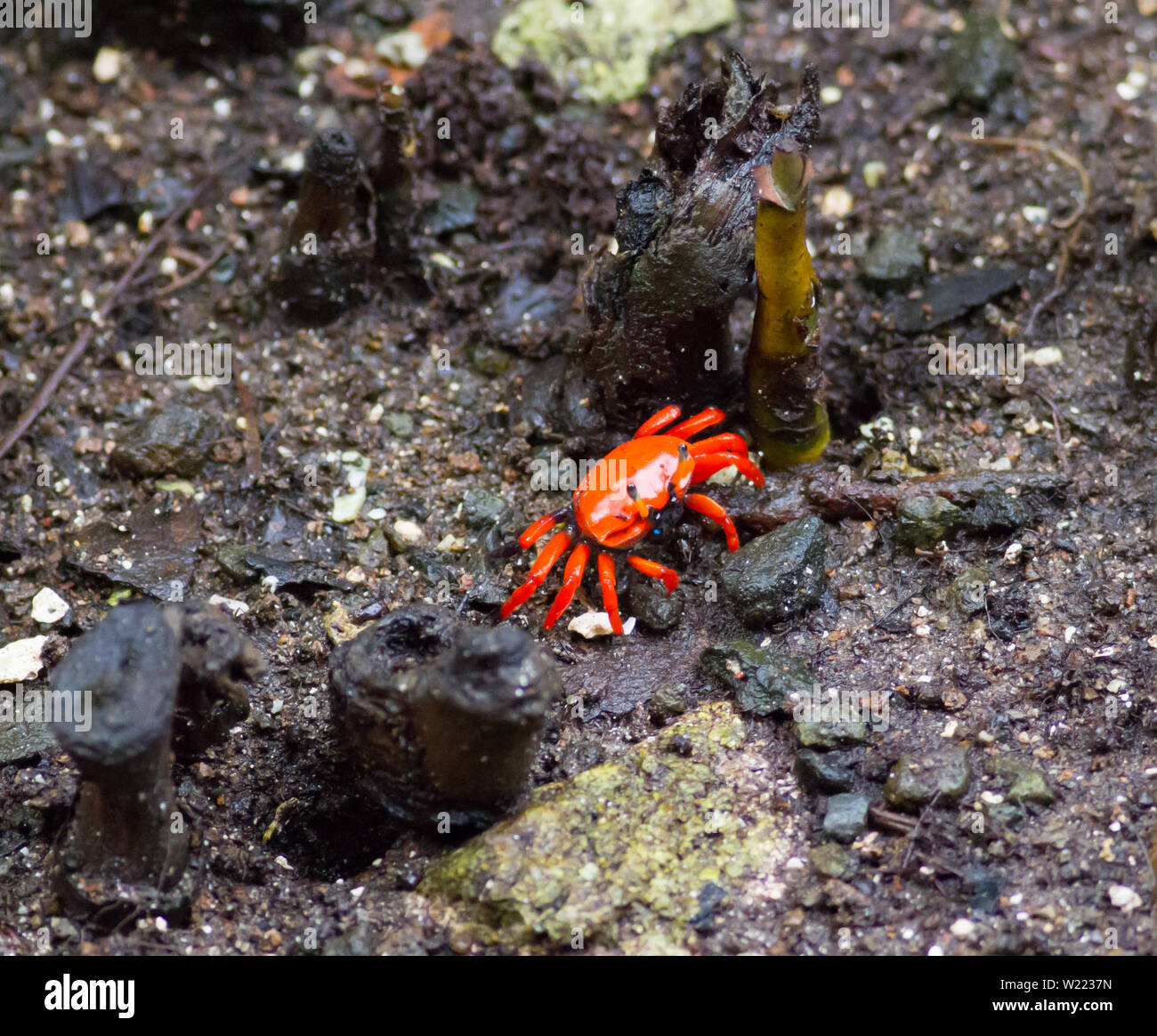 Red Mangrove crab kriechen entlang Mangrove Stockfoto