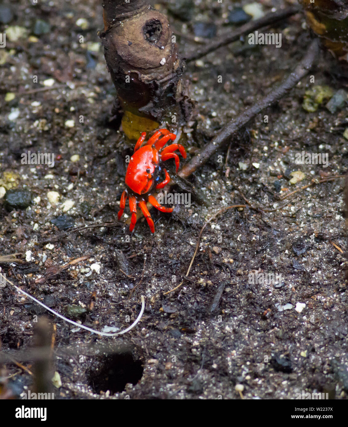 Red Mangrove crab kriechen entlang Mangrove Stockfoto