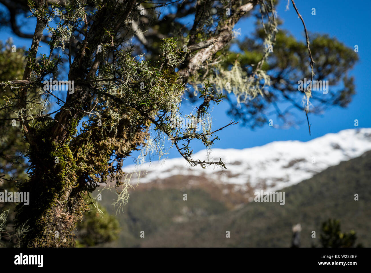 Nahaufnahme auf Baum Flechten mit klarem, blauem Himmel und Schnee - Spitze Berg im Hintergrund, Arthur's Pass, Neuseeland. Stockfoto