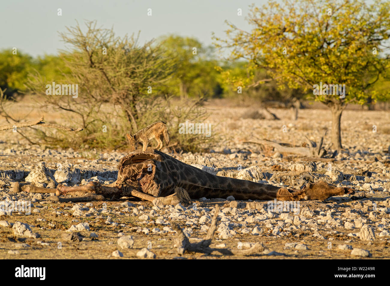 Black-backed Jackal - Canis mesomelas, schöne Fleischfresser aus afrikanischen Büsche, Wüsten und Steppen, Etosha National Park, Namibia Stockfoto