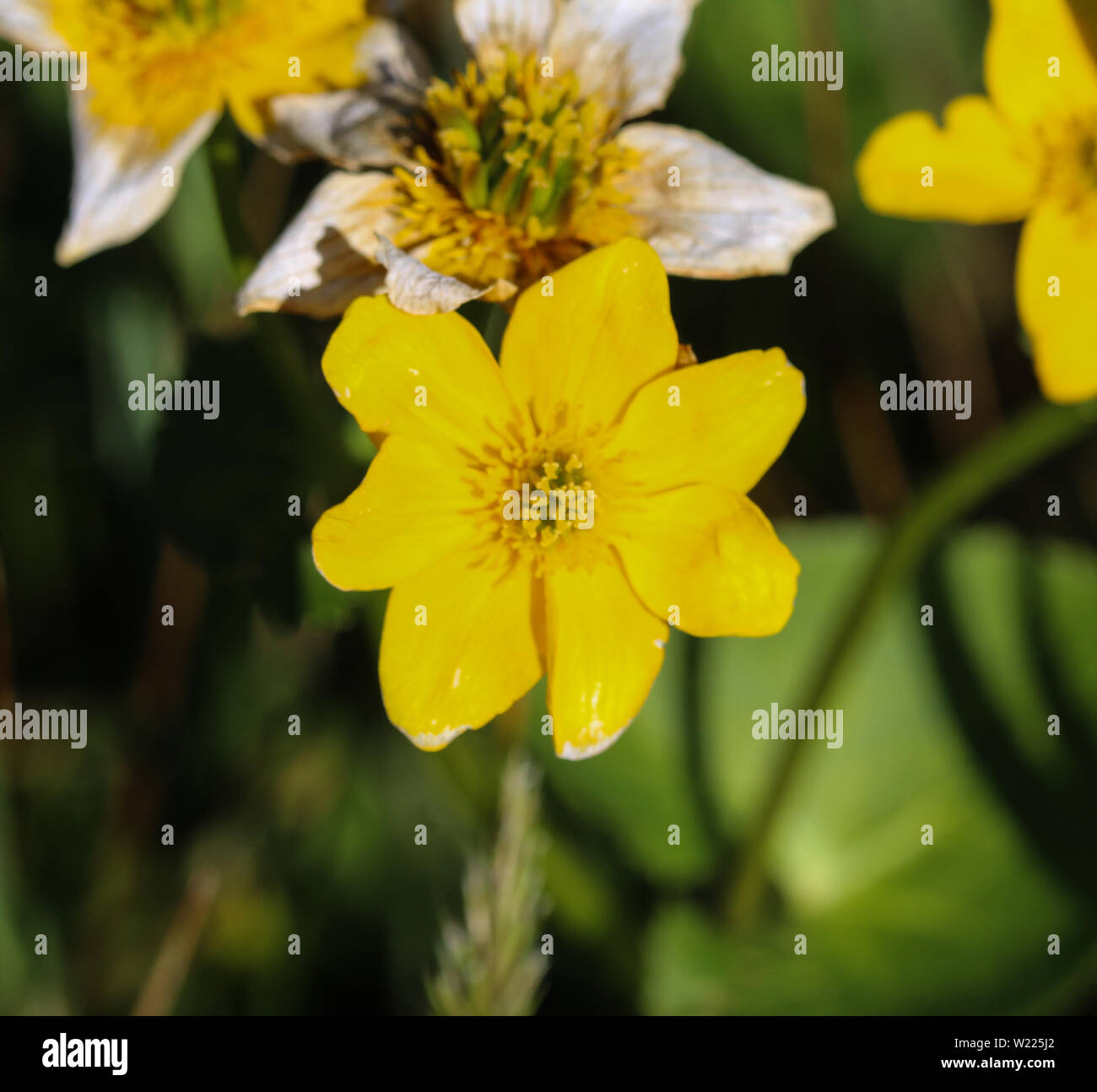 Nahaufnahme der sumpfdotterblume oder kingcup (Caltha palustris) Stockfoto
