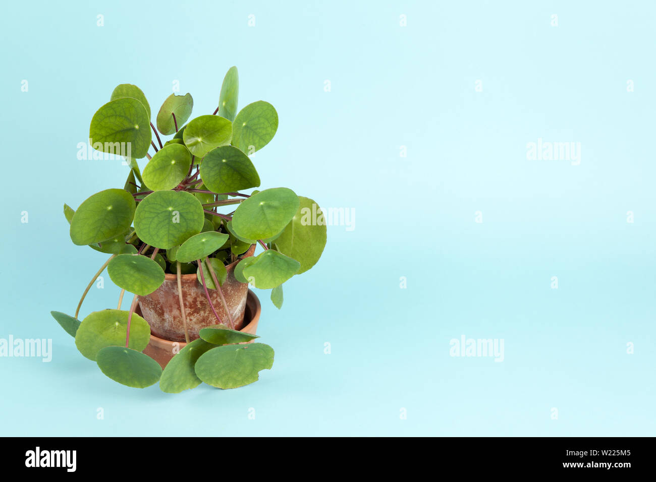 Ein pilea peperomioides, auch als chinesische Geld auf einem türkis Hintergrund bekannt. Sommer Atmosphäre. Minimale Farbe noch Leben Foto Stockfoto