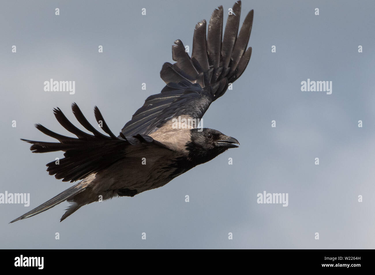 Dohle, Rabe, Rabenvogel, Coloeus monedula, Corvus monedula, Western Jackdaw, Eurasian Jackdaw, Europäischen Dohle, Vogel, Vogel, Krähe Familie, Stockfoto