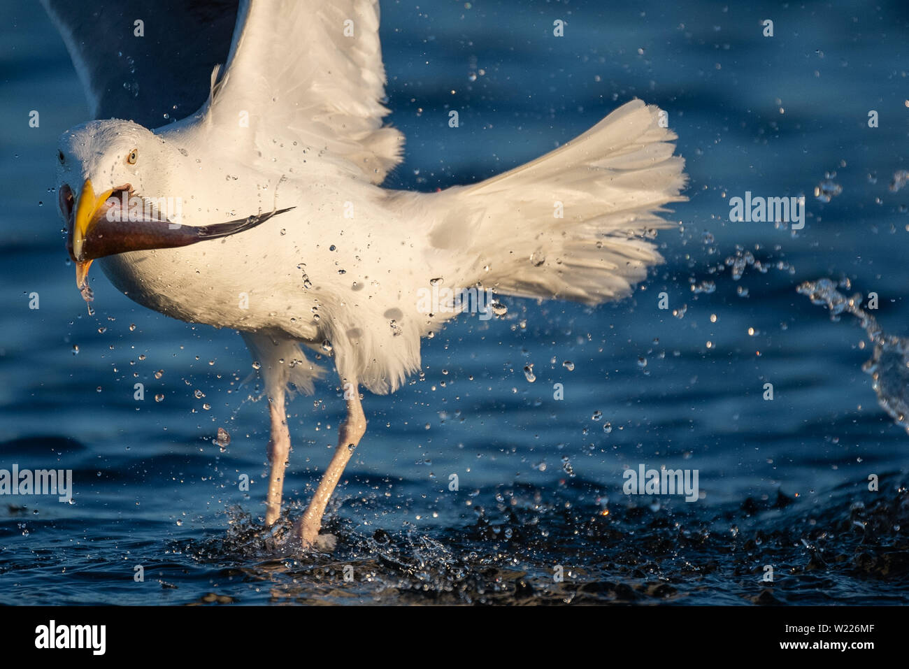 Möwe, Moewe, Heringsmoewe, Vogel, Vogel, Wasservogel, Larus fuscus, Heringsmöwe, Möwe, mit einem Fisch im Mund, mit einem Fisch im Mund Stockfoto