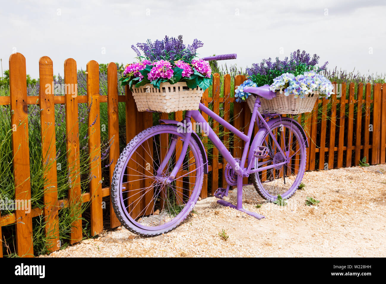 Lila lackiert Fahrrad mit schönen Blume Körbe. Cyherbia botanischen Park und Lavendelgärten, Sotira, Zypern. Juni 2019 Stockfoto