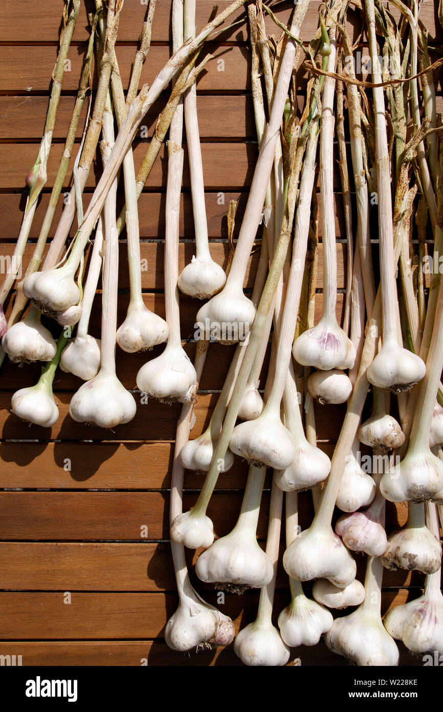 Zuteilung gewachsen Knoblauch Zwiebeln trocknen in der Sonne Stockfoto