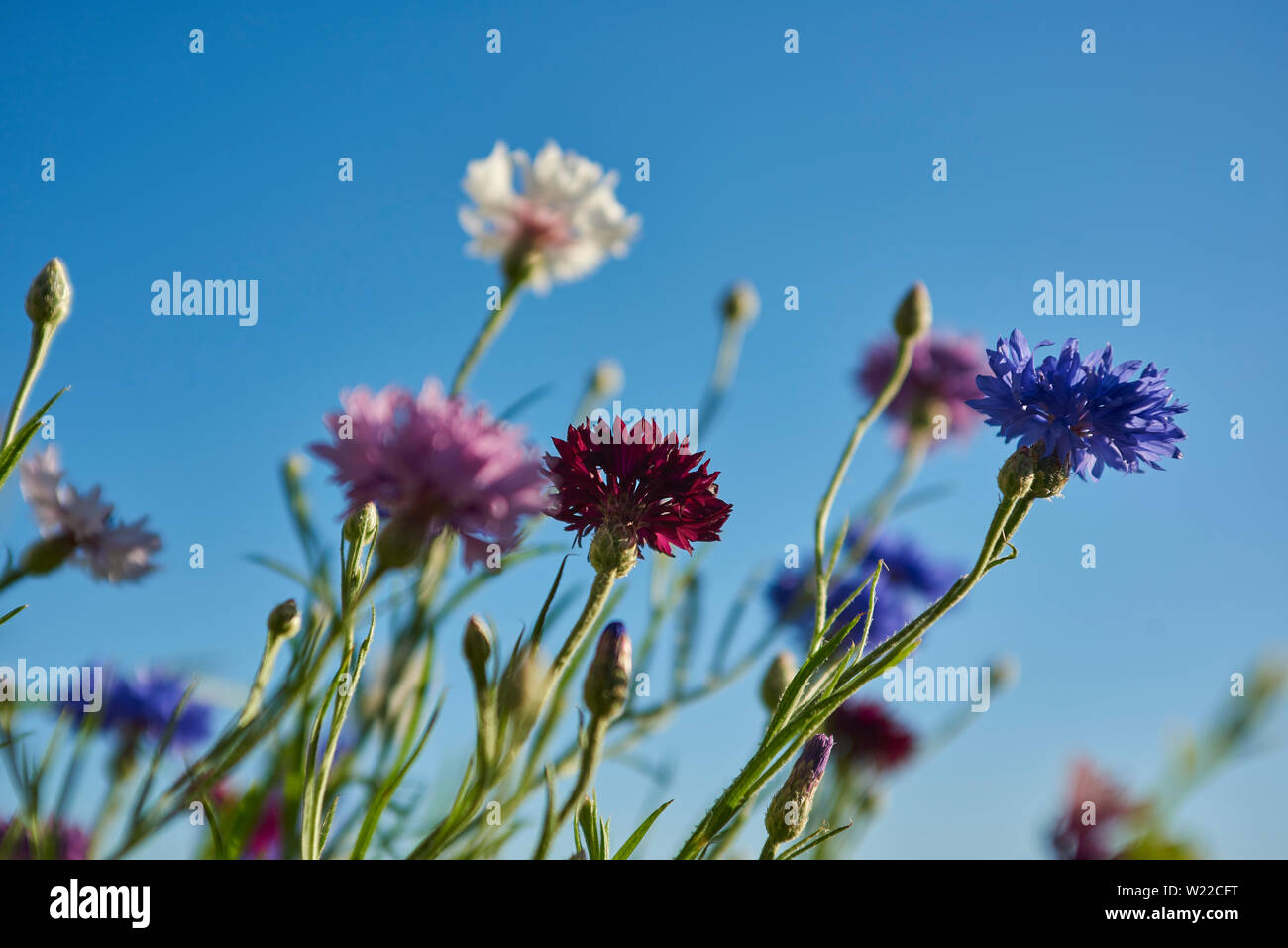 Kornblumen Stockfoto