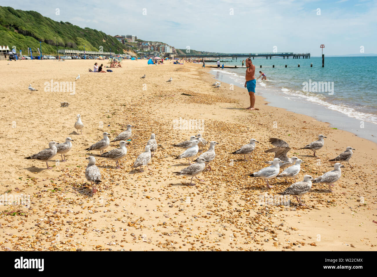 Seemöwen am Strand, Boscombe, Bournemouth, Dorset, England, Großbritannien, Juli 2019 Stockfoto