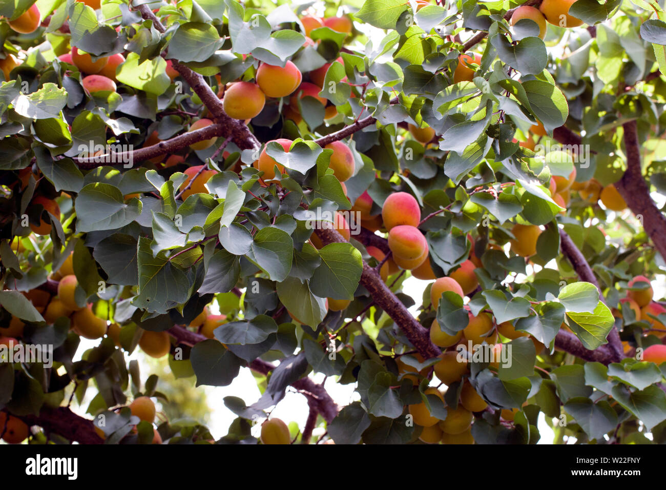 Foto einer aprikosenbaum voller Reife Aprikosen und grünen Blättern. Stockfoto