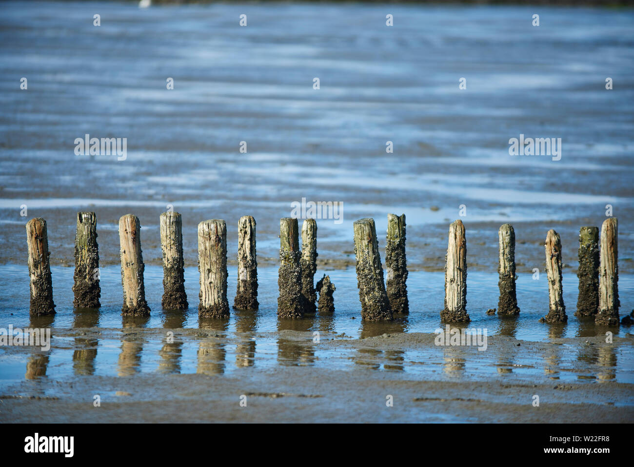 Holzpfähle im Watt Stockfoto