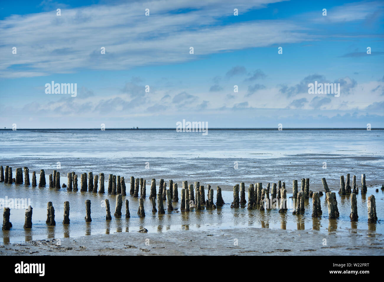 Holzpfähle im Watt Stockfoto