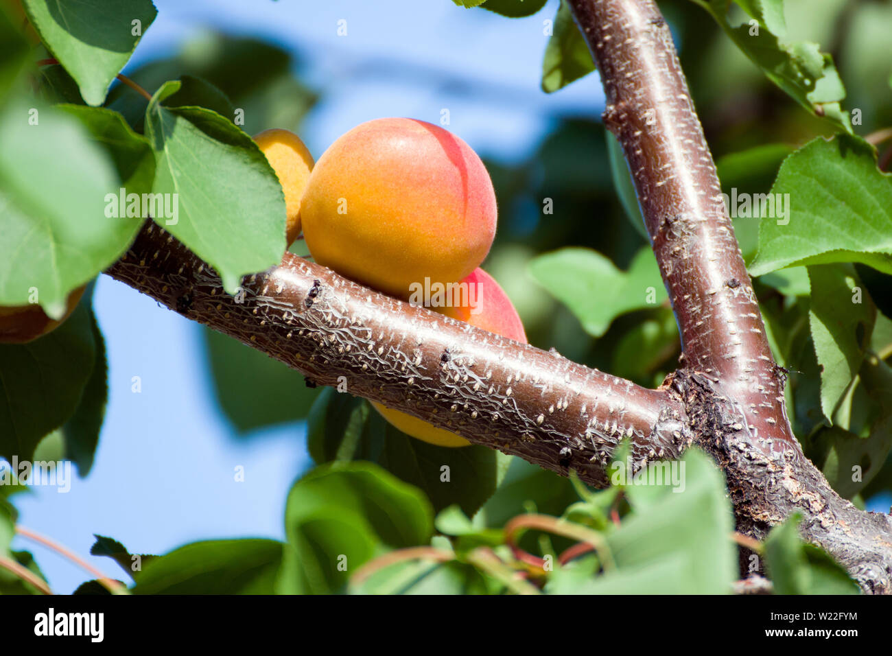 Aprikosen/Marillen hängen in den Bäumen, Nahaufnahme Foto in einem sonnigen Tag. Stockfoto