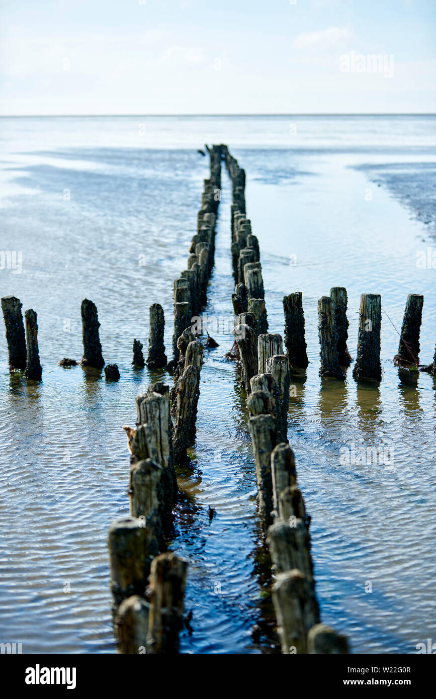 Holzpfähle im Watt Stockfoto