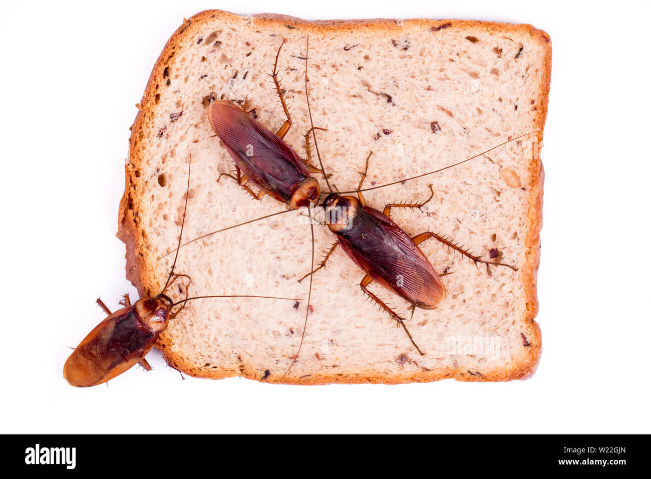 Kakerlake auf ein Stück Brot Stockfoto