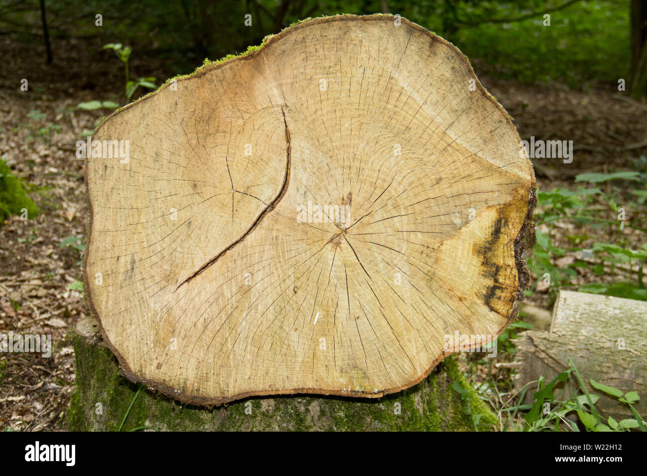 Querschnitt der gesägt Stamm eines Gemeinsamen Esche zeigen Jahresringe und Strahlen Stockfoto