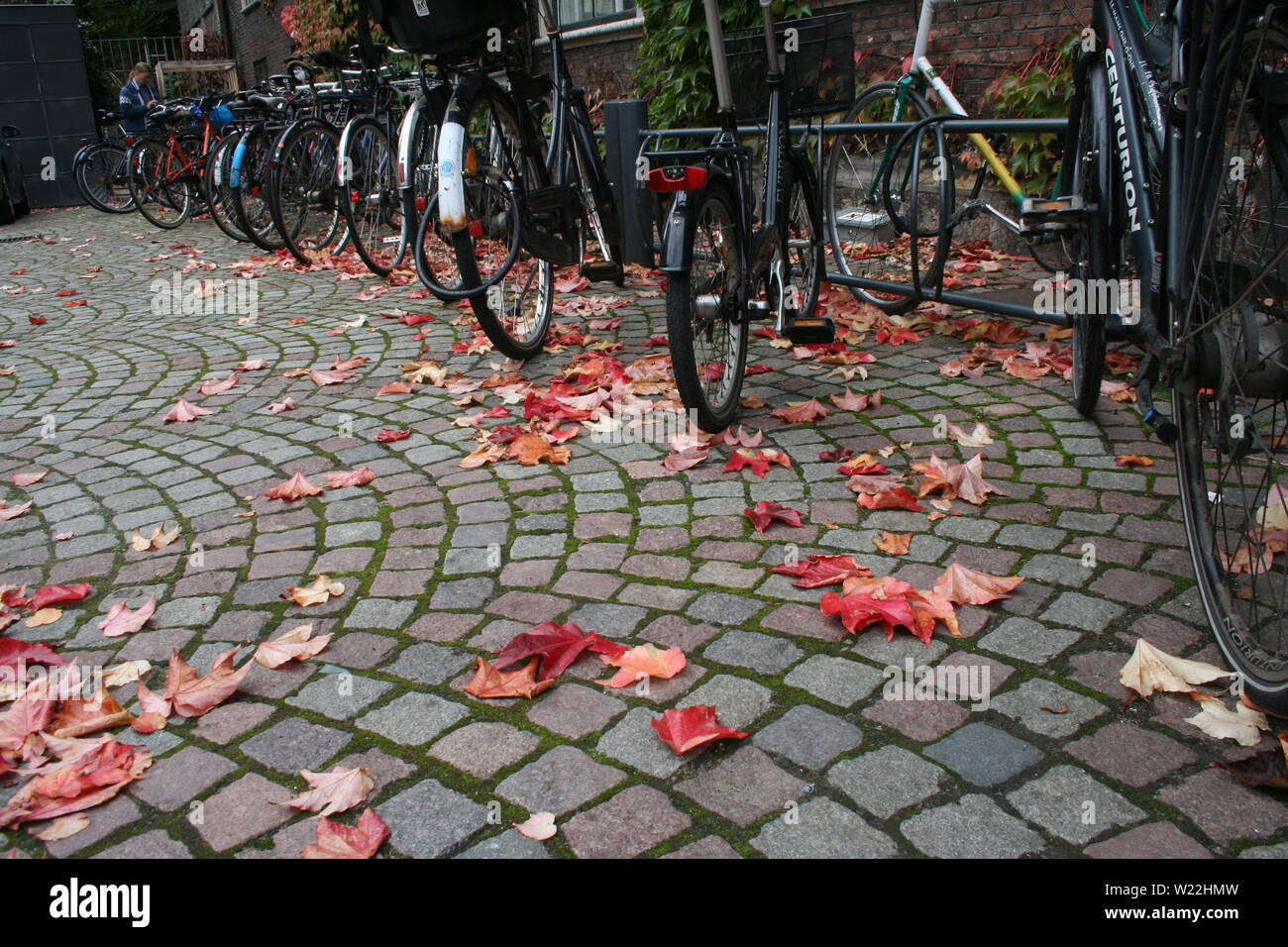 Fahrräder mit Herbstlaub geparkt sah super aus in Kopenhagen. Stockfoto