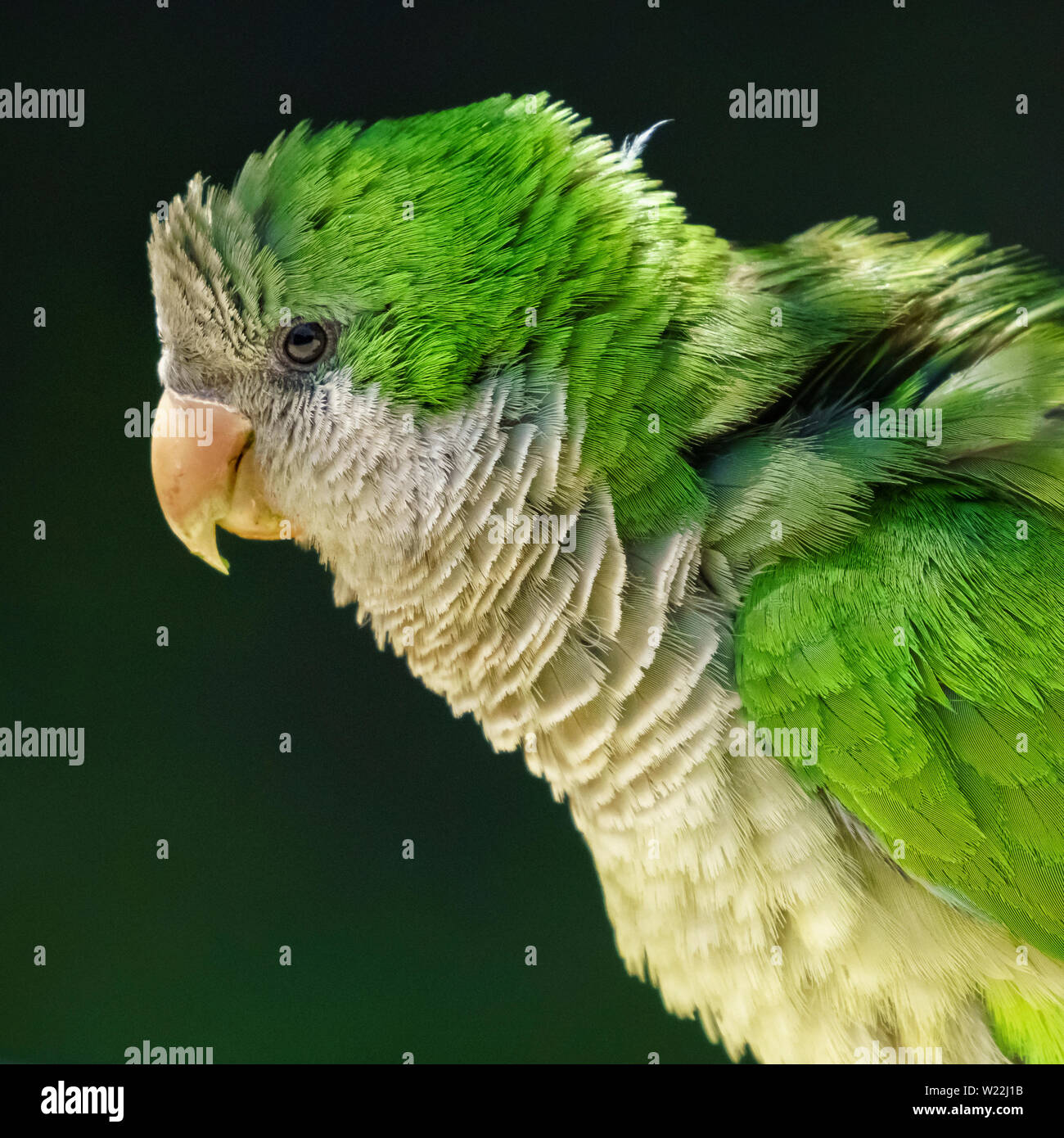 Mönch Parakeet Myiopsitta monachus Stockfoto