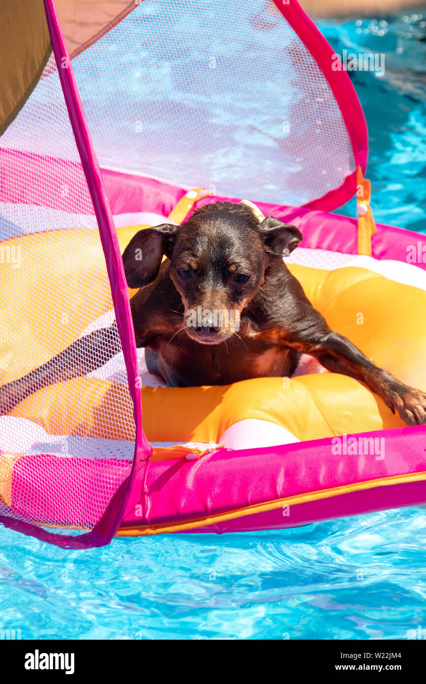 Zwergpinscher Hund schwimmen Im Schwimmbad auf einem Kleinkind Flotation Gerät Stockfoto