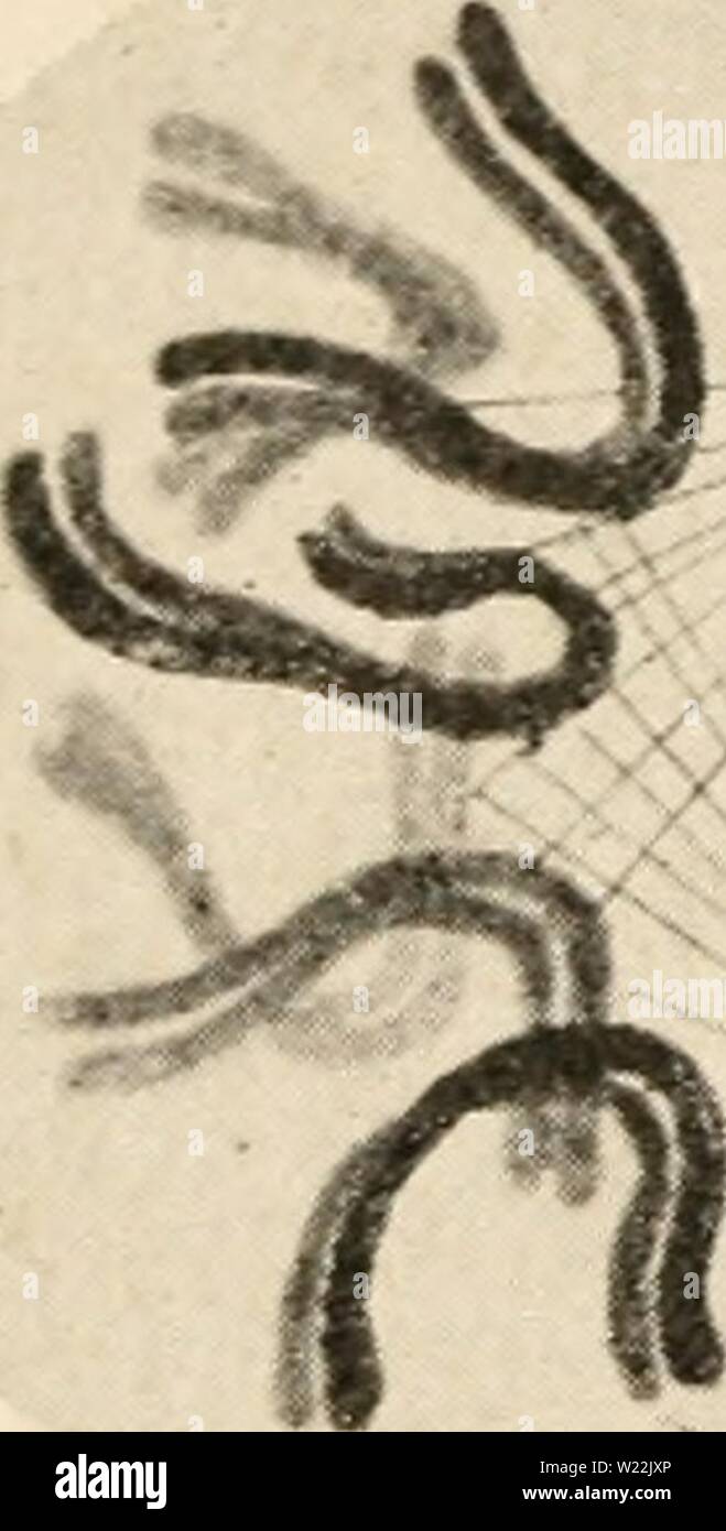 Archiv Bild von Seite 21 der Zytologie, mit besonderem Bezug auf. Zytologie, mit besonderem Bezug auf die metazoan Kern cytologywithspec 00 agar Jahr: 1920 B/mn Abb. 2. H-Diagramm der Mitose. Der Kern enthält sechs Chromosomen. A, ruhenden Kern; B, frühen Prophase, einzelnen Chromosomen noch nicht unterscheidbar, Zentrosom geteilt; C, Mitte der Prophase, Aussehen der Spindel Abbildung; D, Ende der Prophase. Die Kernmembran ist verschwunden, und die Chromosomen werden immer auf die Spindel Fasern verbunden. E, Metaphase, Anaphase; F; G; H, telophase, Kern- und Zellteilung abgeschlossen, Stockfoto