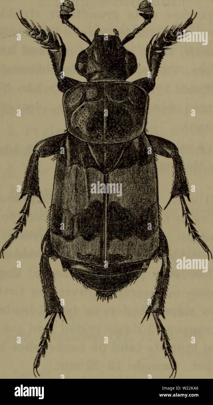 Archiv Bild von Seite 22 der Danmarks Fauna; illustrerede haandbøger über. Danmarks Fauna; illustrerede haandbøger über den Danske dyreverden.. danmarksfaunaill 77 dans Jahr: 1907 19 naevnte kendemaerker. Vingedaekkernes siderande Für - Tasche - til og Med beklaedt mørke hår oftest Ret. Laengde 18-22 cm. Kraftige hanner som hos den foregående. Temmelig almindelig (J, 0, B). Mest ich skove, Ved ådsler, Ofte også ved svampe. Juni - Sept., hyppigst im Juli. Abb. 10. Necrophorus Investigator (S. x 2,7. 5. N. sepultor Charp-. In der Nähe von beslaegtet Med de foregå - Ende, fra hvilke den adskiller sig ved de Ich oversigte Stockfoto