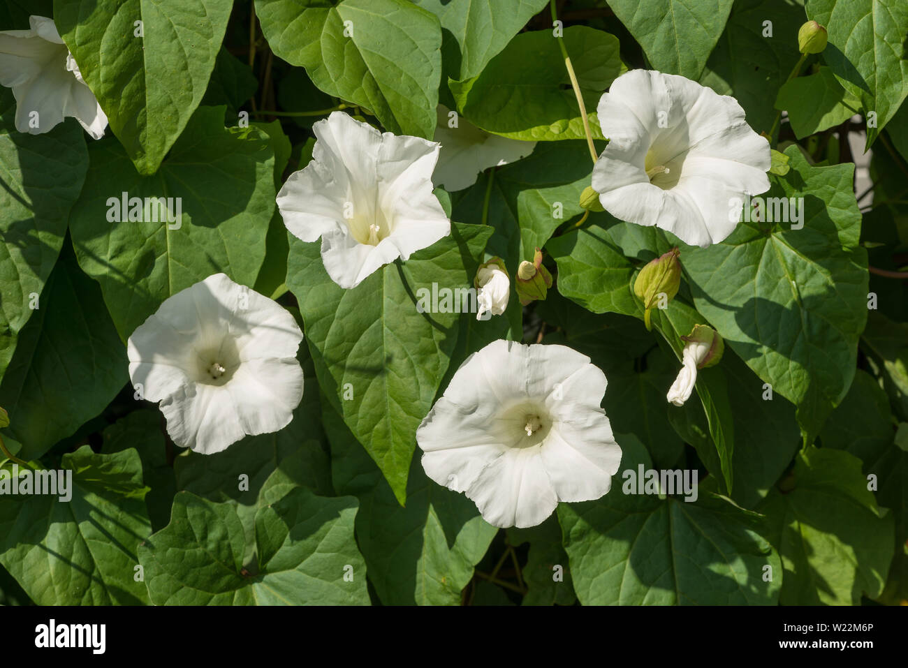 Weiß Trompete Blumen von bindweed bugle Weinstock, Calystegia sepium, ein Gärtner Alptraum, da Kriechen und Rhizomartige Stockfoto