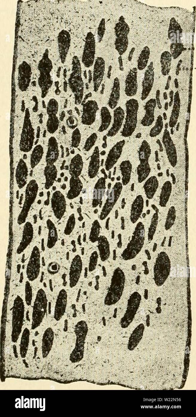 Archiv Bild von Seite 101 des Cytoplasma der Pflanze. Das zytoplasma der pflanzlichen Zelle cytoplasmofplant 00 guil Jahr: 1941 GuilHermond - Atkinson - 86 Zytoplasma M über in die Algen, Moose und Pteridophyten, alle interme- diate Stufen zwischen diesem Chloroplasten. in besonderer Form und Chlor-plasts, wie es in den phanerogamen. Jetzt die Forschung von Randolph hat in Vaucheria enthält Chlor-plasts ähnlich denen, die in der phanerogamen zeigten, dass diese Chloroplasten in allen Teilen der Thallus zur gleichen Zeit wie die chondrio - somes gefunden werden. Unsere Arbeit auf Spirogyra zeigte. Stockfoto