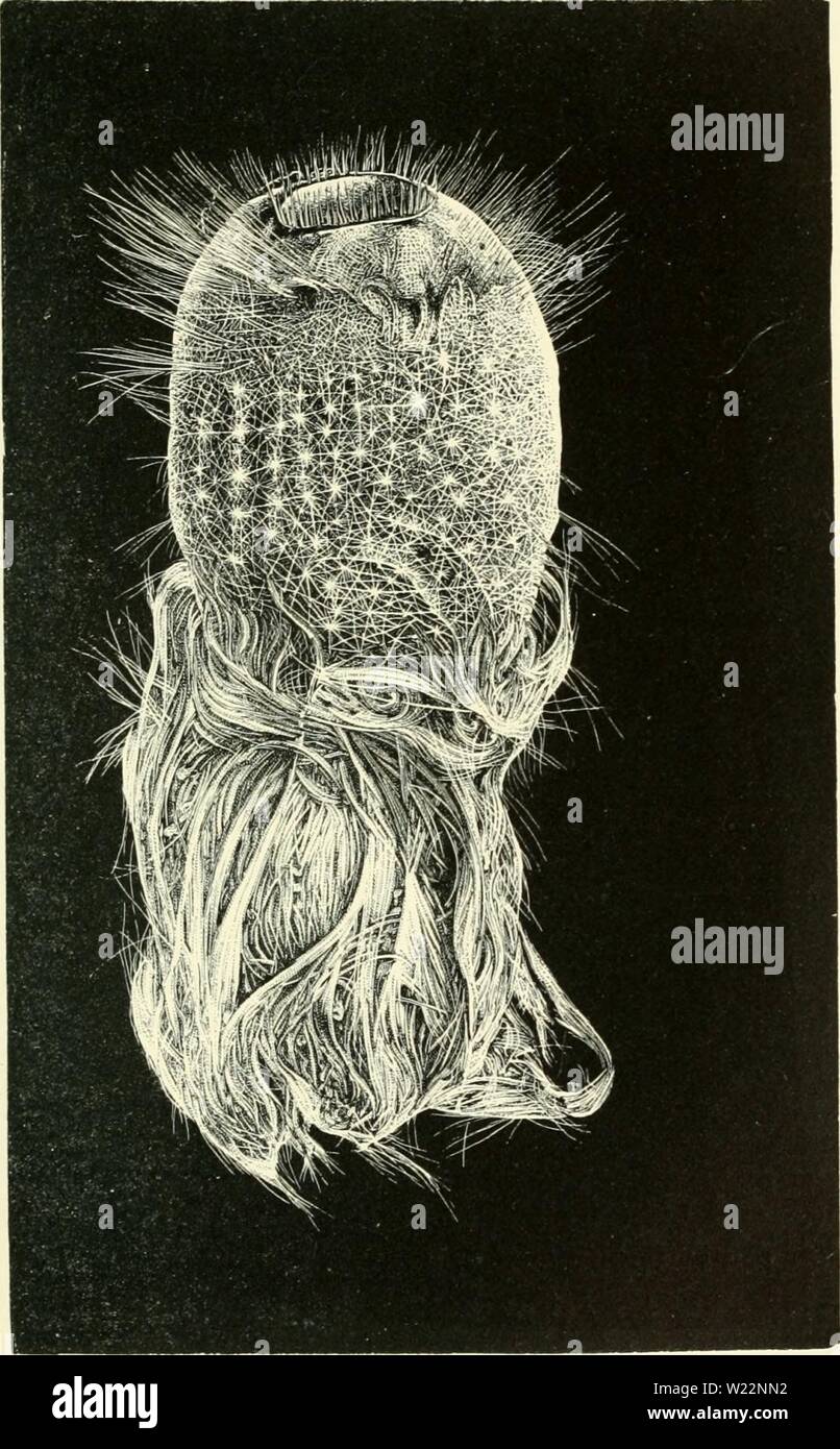 Archiv Bild ab Seite 102 Der Tiefen des Meeres;. Die Tiefen des Meeres; eine Berücksichtigung der allgemeinen Ergebnisse der Baggerarbeiten Kreuzfahrten von S.M. SS. 'Krümmungsanalyse mit Stacheln' und 'Blitz' während der Sommer 1868, 1869 und 1870, unter der wissenschaftlichen Leitung von Dr. Zimmermann, J. Gwyn Jeffreys, und Dr. Wyville Thomson depthsofseaaccou 02 thom Jahr: 1874 LHAi'. ii. J DIE KREUZFAHRT DER "Blitz: 71 Aertically in die Substanz des Schwamm zum Feigenbaum. 6.-HoUenia Tischler I, Wvvillk Thomson. Die Hälfte der natürlichen Größe. (Nr. 1:.) Tiefe von 55 mm. Die Außenwand des Schwamm Stockfoto