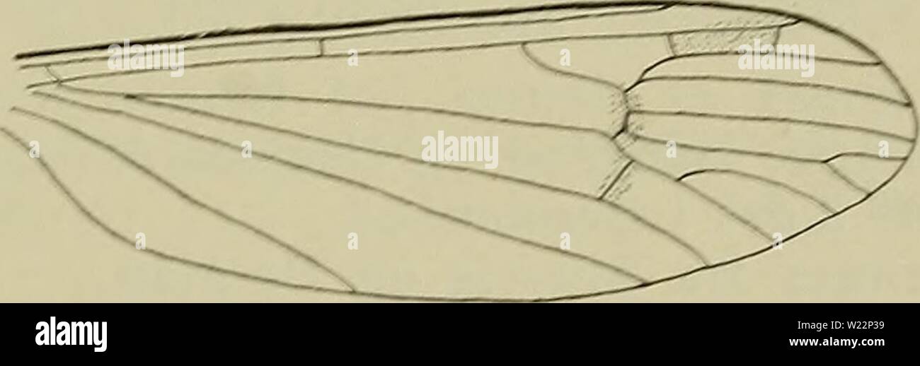 Archiv Bild ab Seite 104 der Danmarks Fauna; illustrerede haandbøger über. Danmarks Fauna; illustrerede haandbøger über den Danske dyreverden.. danmarksfaunaill 28 dans Jahr: 1907 99 4. Dicranota Zett. 13 Følehornene ledede. Mellem R og R fin-des foruden den saedvanlige Radialtvaerribbe en ekstra Tvaerribbe. Er som oftest Diskcellen aaben. Ihre fra Landet Kendes 3 Arter. Oversigt über Arterne. 1. Tvaerribberne svagt skyggede 1. Bimaculata. - Tvaerribberne ikke skyggede 2. 2. Og tynde Benene lange 2. gracilipes. - Benene Korte og tykke 3. furva. 1. D. bimaculata Schum. (Abb. 94). Hovedet aske-gra Stockfoto