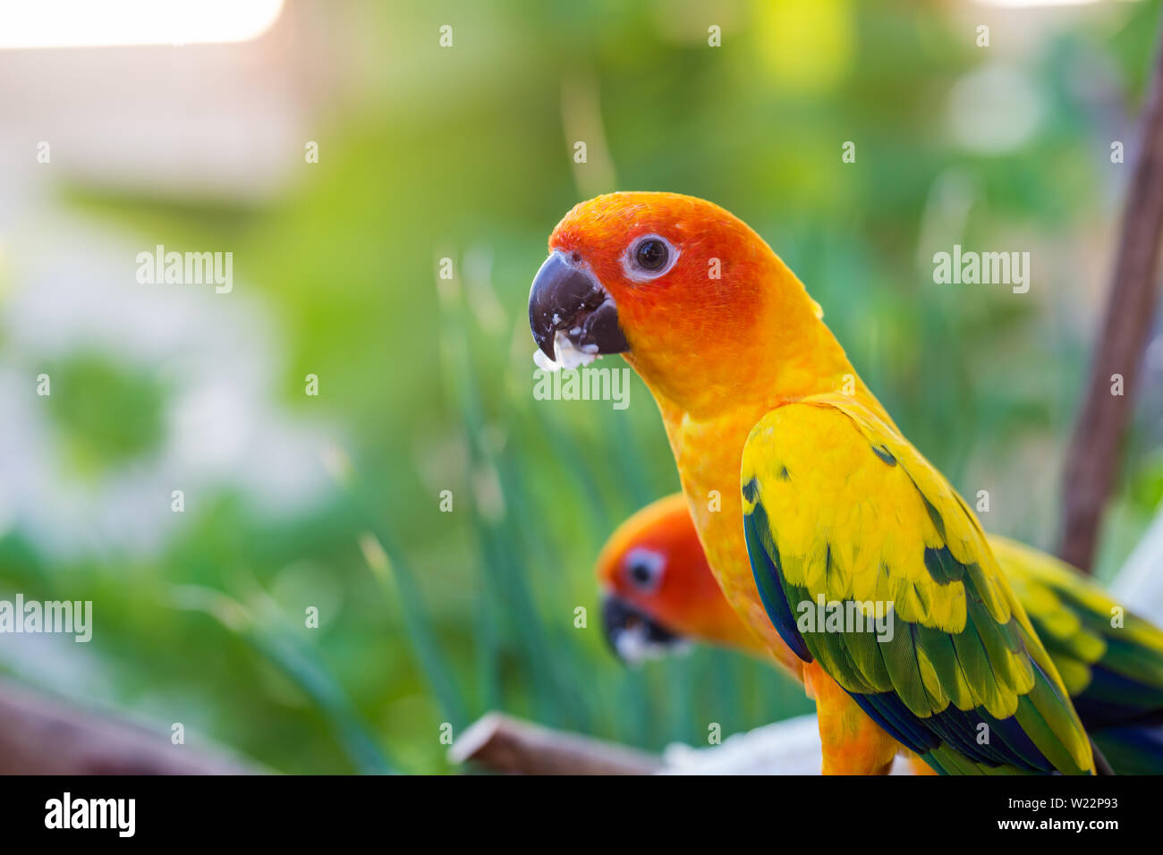 Wunderschöne Papageien, Sittiche Stockfoto