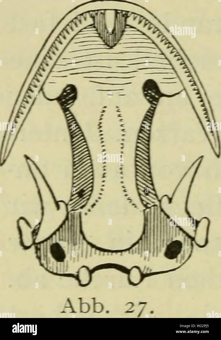 Archiv Bild ab Seite 105 von Das Leben unserer heimischen Lurche. Das Leben unserer heimischen Lurche und Kriech Tiere im Kreislaufe des Jahres daslebenunsererh 00 knau Jahr: 1905 94 - sich auch durch die Größe (der Feuersalamander wird 20 bis 24 ja 2) 3 cm, der Alpensalamander 10 - 12, höchstens 16 cm lang), durch die Stellung der Gaumenzähne (beim Feuersala - Mander stark S-förmig geschwungen, nach hinten- einander genähert, nach vorne über sterben Zusatzger&aumlte Nasenlöcher stark vorragend, beim Alpensalamander nur mäßig geschwungen und die Zusatzger&aumlte Nasenlöcher wenig oder gar nicht über-Ragend), Stockfoto