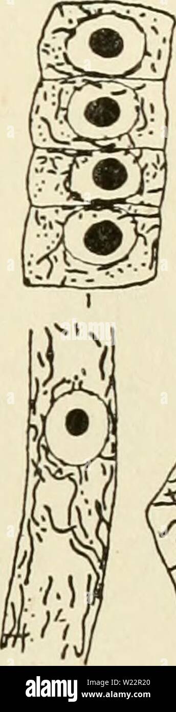 Archiv Bild von Seite 106 des Cytoplasma der Pflanze. Das zytoplasma der pflanzlichen Zelle cytoplasmofplant 00 guil Jahr: 1941 Kapitel IX 91 - Chondriosomes & Plastiden> r Elemente, die unterschiedlich sind, aber deren Form ist ähnlich: Die plas-tids, eigentümlichen Chlorophyll-Lager Pflanzenzellen; und andere Elemente, die zögern aus unbekannten Gründen auf das Chon zu vergleichen - driosomes tierischen Zellen, er Gruppen in eine Kategorie, die er fordert, die pseudo-chondriome, Weier (1930-1933), nach Imprägnierung des Chlo- roplasts von Polytrichum commune durch Golgi Technik, Filz in Li gerechtfertigt Stockfoto