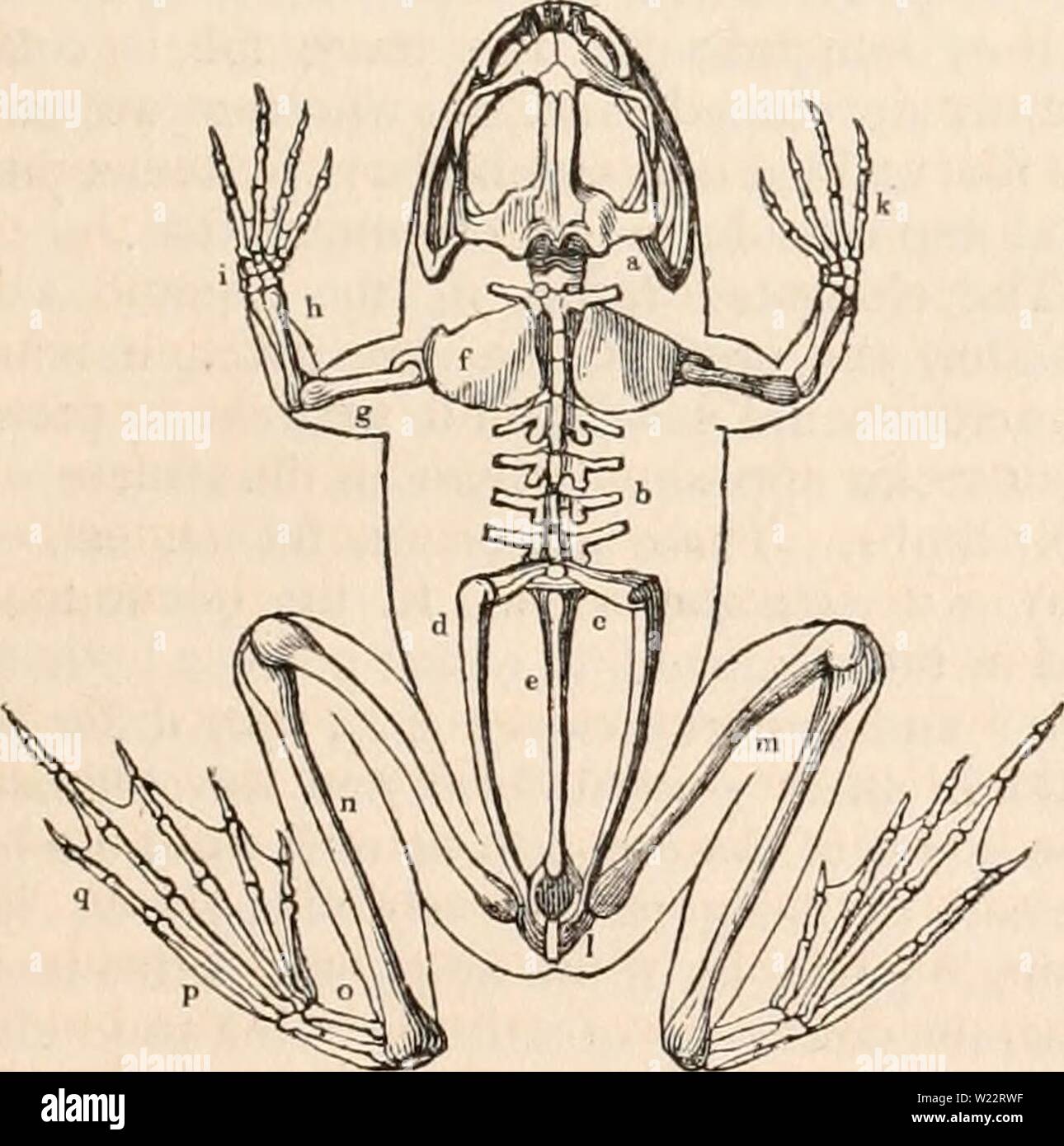 Archiv Bild von Seite 108 des cyclopaedia von Anatomie und Stockfoto