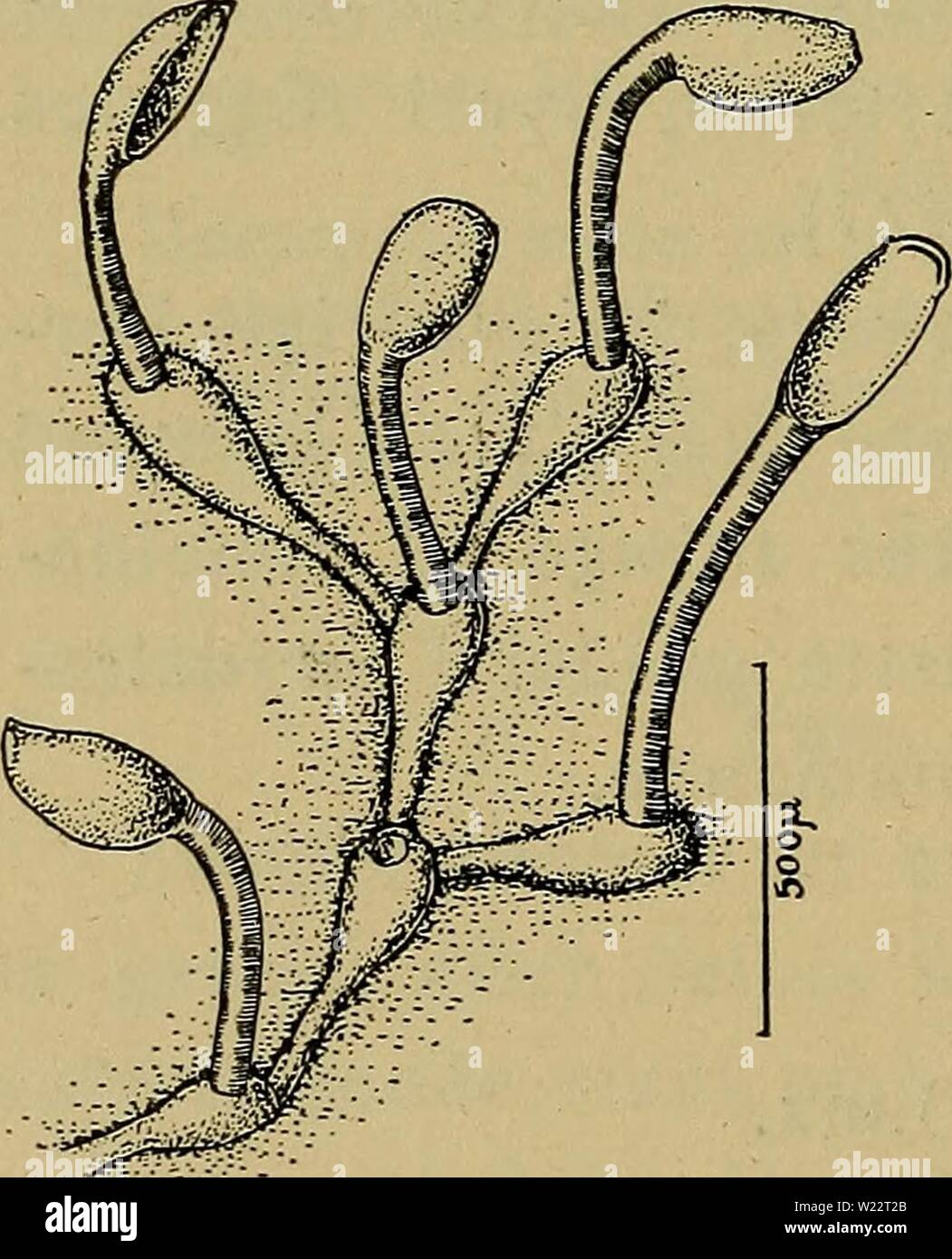 Archiv Bild ab Seite 109 der Danmarks Fauna; illustrerede haandbøger über. Danmarks Fauna; illustrerede haandbøger über den Danske dyreverden.. danmarksfaunaill 46 dans Jahr: 1907 104 Zoøciet taetprikket overalt, uden Tvaerstribning 3. Ae. truncåta. 2. Udvidet Zoøciet tydelig foroven, skovlformet, som Regel bøjet 1. Ae. anguina. Zoøciet kun ganske lidt udvidet foroven, aldrig bøjet, Männer lige 2. Ae. in der Sica. 1. Aetéa anguina (L.) (Abb. 55). De Hvide, glinsende Zoøcier har en lang krybende Del, der Newsletter an äh tynd og har samme Durchmesser og som derefter gradvis Snart, Snart temmelig pludselig udvider s Stockfoto