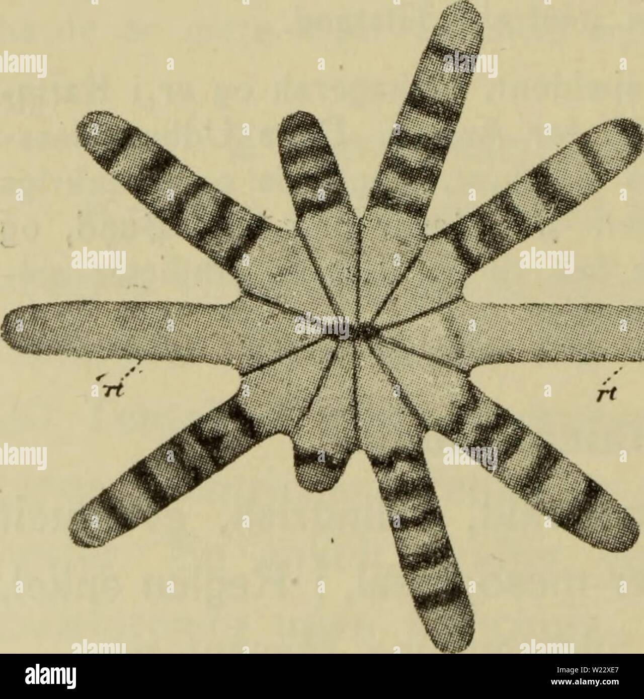 Archiv Bild ab Seite 115 der Danmarks Fauna; illustrerede haandbøger über. Danmarks Fauna; illustrerede haandbøger über den Danske dyreverden.. danmarksfaunaill 51 dans Jahr: 1907 112 med en Eller zu Kredse af Porer. Scapus med hvortil Tenaculi, Ich äh fasthaeftet Sandskorn Reglen. Og Laengdemuskler Spirocyster Scapulus med. Sphinkter, straek svag-kende sig noget ind ich Tentakelbaserne. 8 - 12 Tentakler. 2 svage Retningsmesenterier Svaelgrender og 2 Par. 8 - 12 fuldstaendige og 6 - 12 fruchtbaren Mesenterier. En bloße eller mindre fuldstaendig, sekundaer Kreds af svage, ufuldstaendige Mesenterier. Naeldekapselt Stockfoto