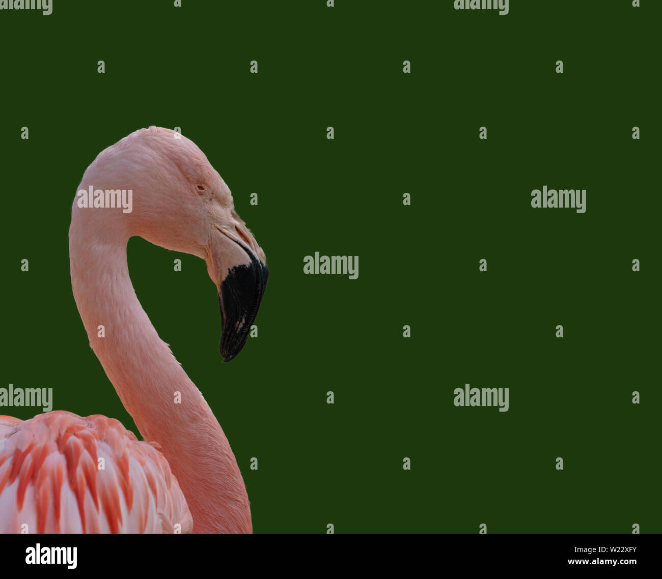 Seitenansicht eines Flamingo, wissenschaftlichen Namen Phoenicopteridae, vor einem dunkelgrünen Hintergrund isoliert, Tier Stockfoto