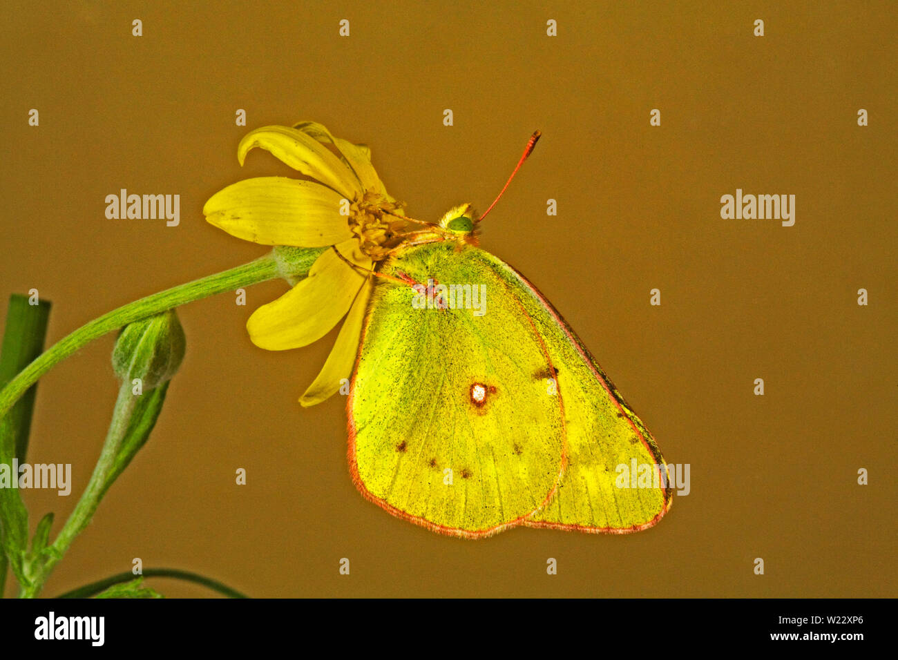 Porträt eines westlichen Schwefel Schmetterling, Colias occidentalis, auf einem Wildflower in zentralen Oregon. Stockfoto