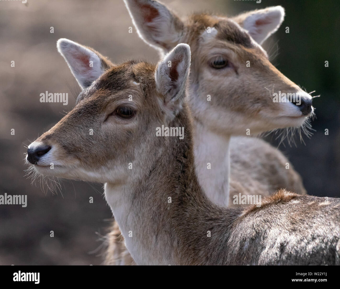 Portrait mit einem unscharfen Hintergrund von zwei damwild Kühe, die Tier- und Pflanzenwelt Stockfoto