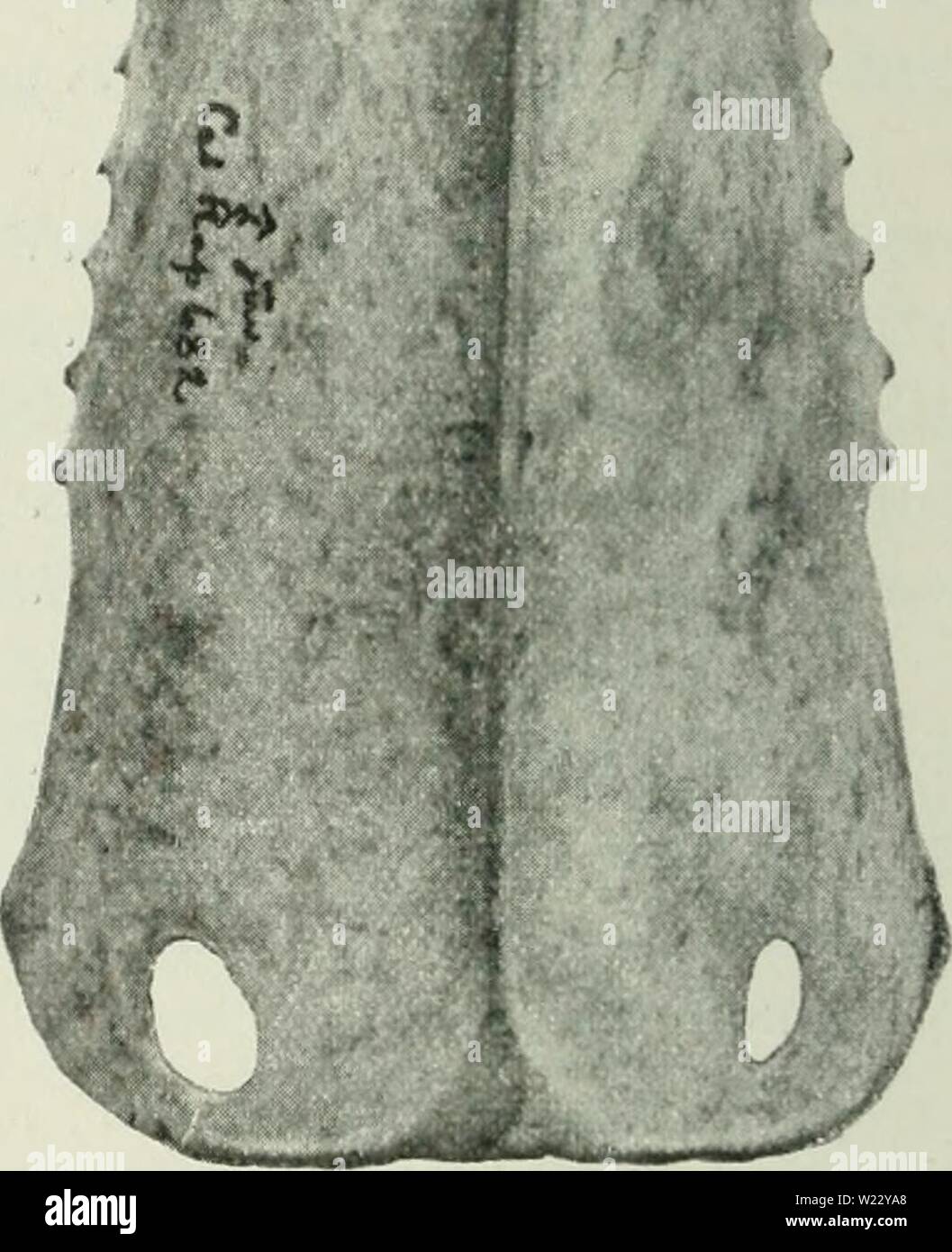 Archiv Bild von Seite 117 des Dansk ornithologisk forenings Tidsskrift" (1907). Dansk ornithologisk forenings Tidsskrift" danskornithologi 08 dans Jahr: 1907 1. o'juv. 30/20 1910 Brahe Trolleborg, fyen. Abb. 1. 2.c? Juv. - Vil 1913 Trondhjem Omegn. Sammenholdes Brystben af de zum Racer, faas ogsaa et godt Størrelsesforskellen Indtryk af. Paa Abb. 1 ses:. (Brahe Trolles - Borg, fyen Vs 1910, en udpraeget Dansk Fugl Männer dog Lidt über Middelstørrelse; dens Vinge er 320mm, Middeltallet für Vinge - laengden af Danske Hanner 315 mm, eller maaske rettere 310 mm jfr. foranstaaende. 2. (Trondhjem Omeg Stockfoto