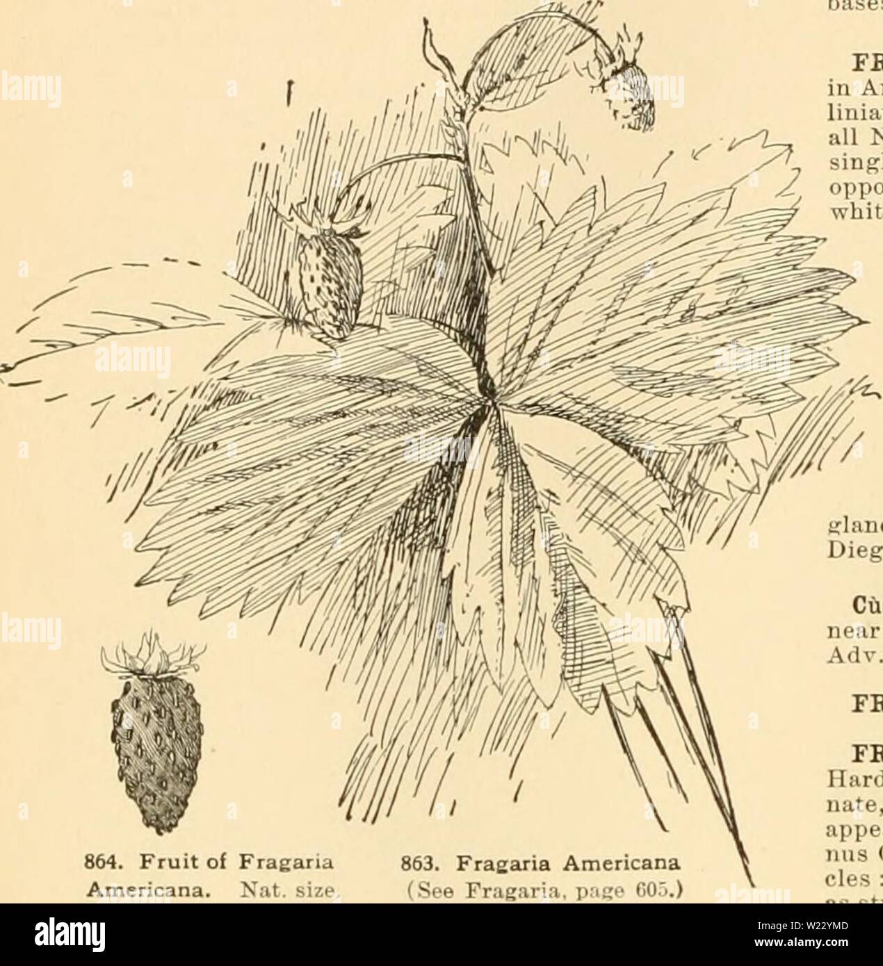 Archiv Bild von Seite 119 Cyclopedia der amerikanischen Gartenbau. Cyclopedia der amerikanischen Gartenbau: Bestehend aus Anregungen für den Anbau von Gartenpflanzen, Beschreibungen der Arten von Obst, Gemüse, Blumen und Zierpflanzen in den Vereinigten Staaten und in Kanada verkauft, zusammen mit geographischen und Biographische Skizzen cyclopediaofame 02 Kaution Jahr: 1906 606 Rahmen Rahmen. Fiff. 865. Eine Box ohne bleibende Oben oder Unten, die entworfen ist, wenn mit Glas oder anderen transparenten Material bedeckt, als Ort, in dem Pflanzen wachsen. Wenn Sie mit künstlichen unten Wärme versorgt, Th Stockfoto